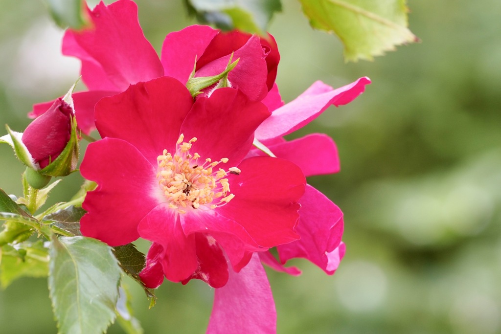 8月の薔薇