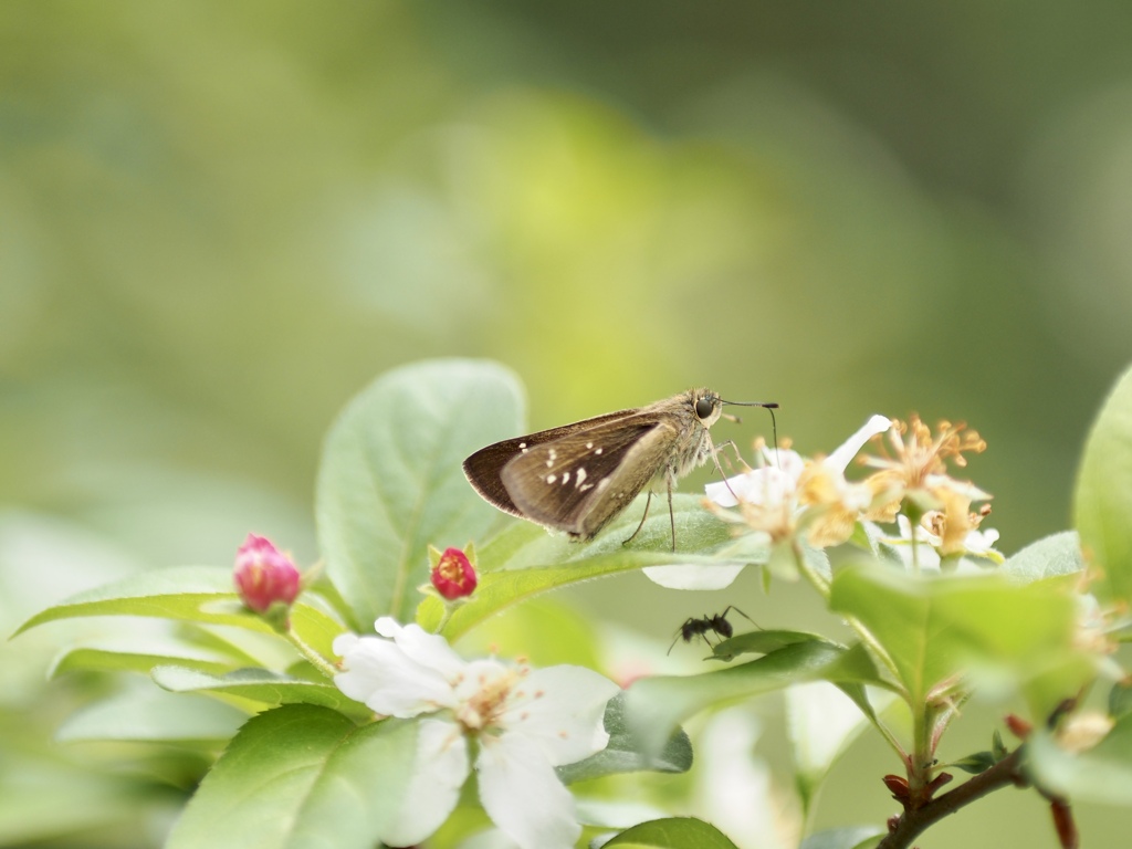 ズミの花とセセリと蟻