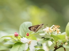 ズミの花とセセリと蟻