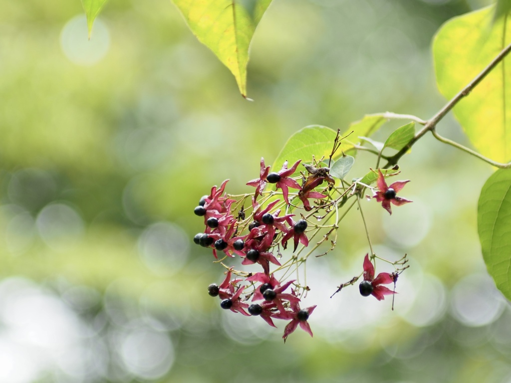 秋の実　クサギ