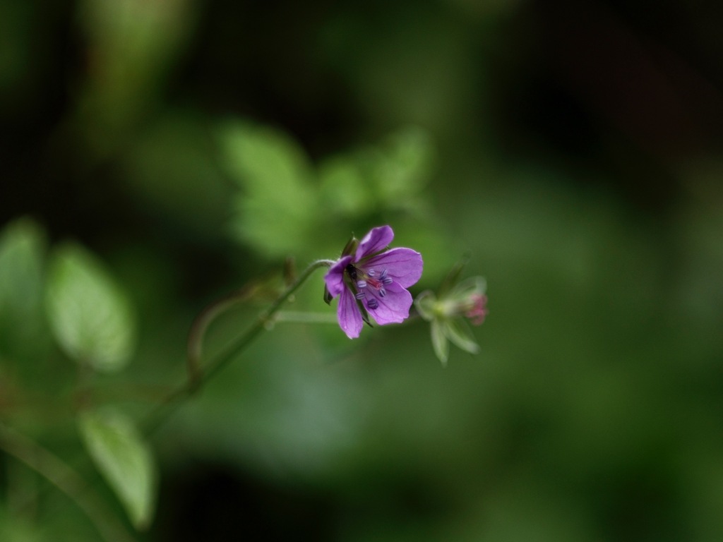 貴船にて　ゲンノショウコ