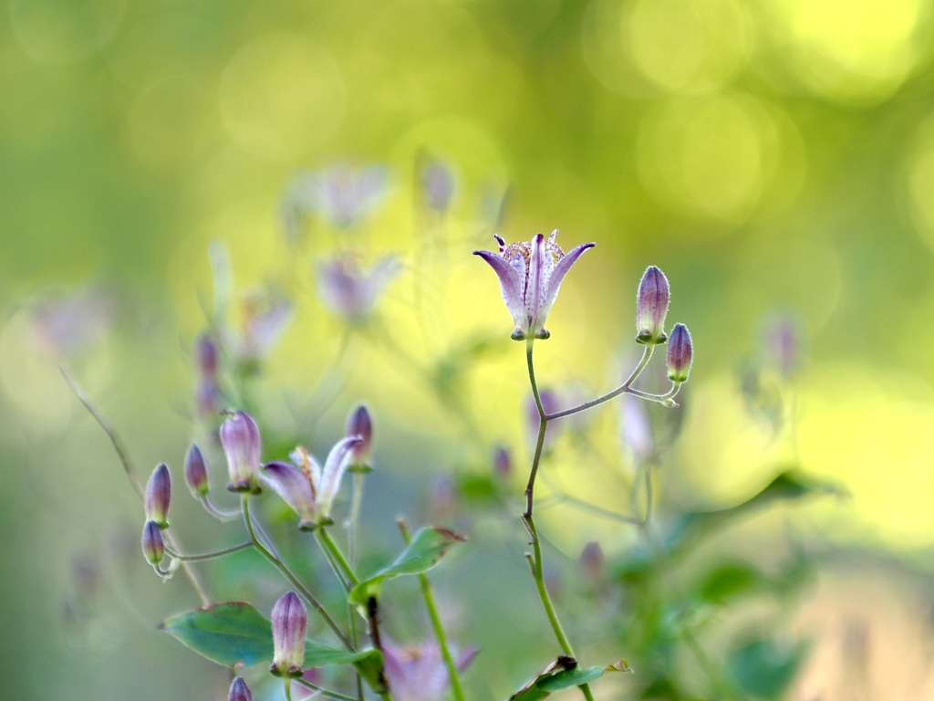 11月のタイワンホトトギス