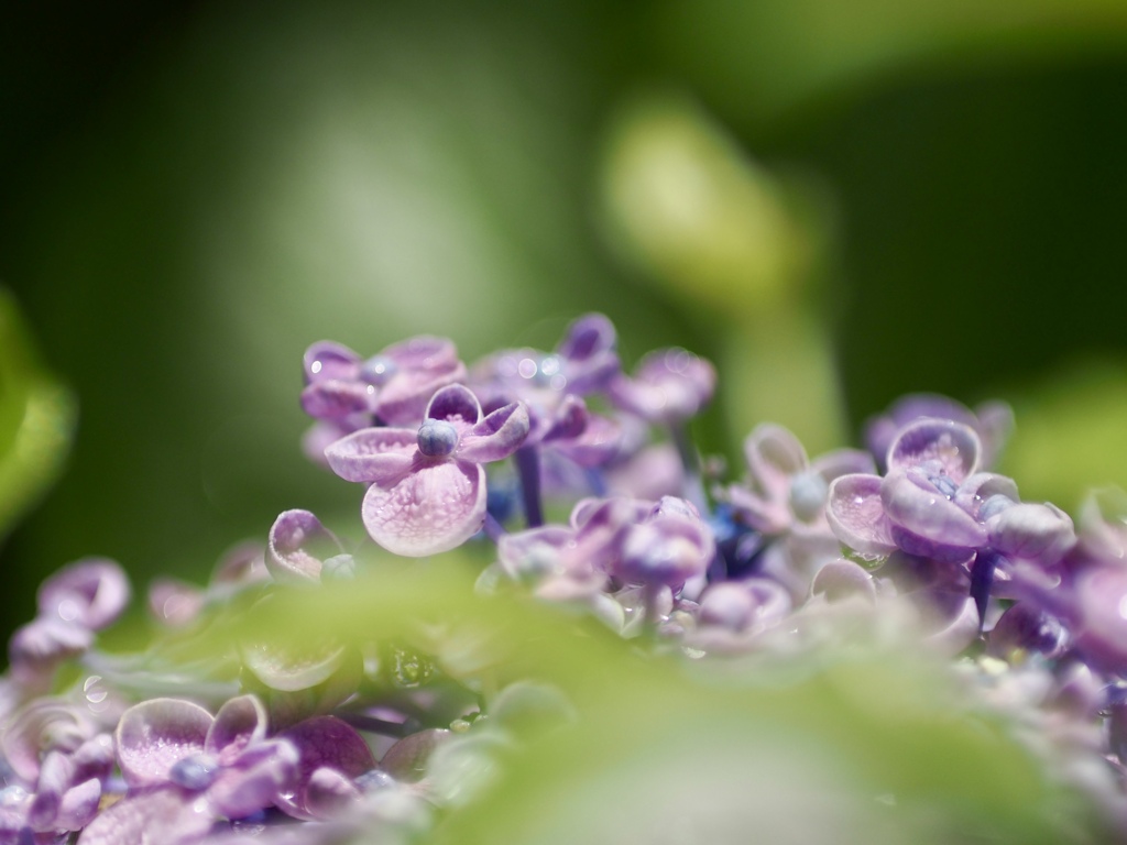 ポップな花びら　おたふく紫陽花