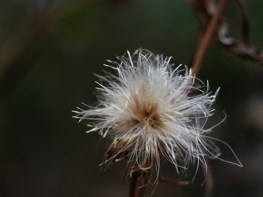 ティナターナー