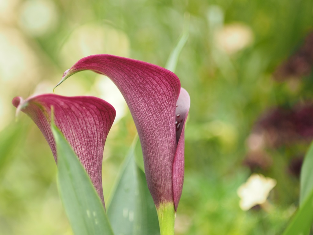 優雅な曲線美　カラー