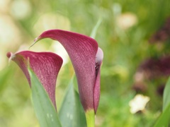 優雅な曲線美　カラー