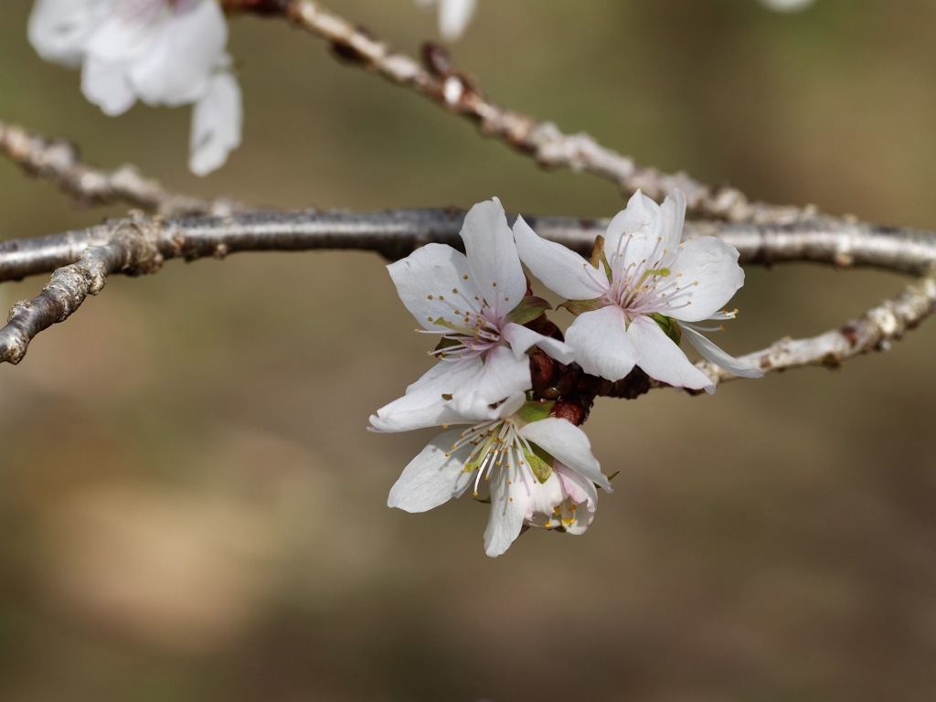 冬桜