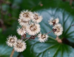 ツワブキの綿毛1