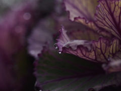 雨の日の葉牡丹