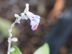 花びらかと思ったら