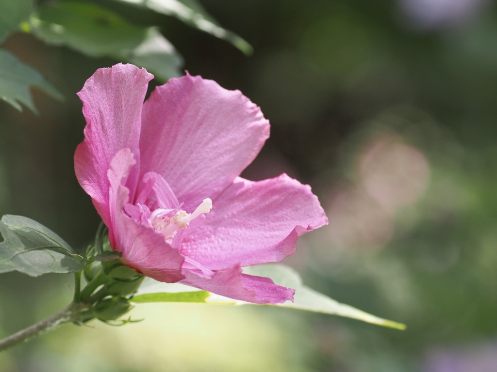 花言葉は「繊細な美」