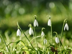 スノードロップ