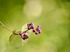 イヌムラサキシキブ