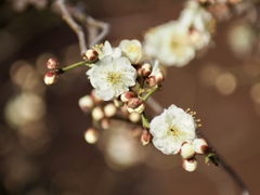 早春の草花展　白梅2
