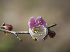 ボケてますが、“思いのまま“という梅です。