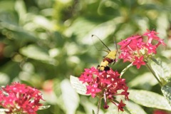今年初めてのオオスカシバ