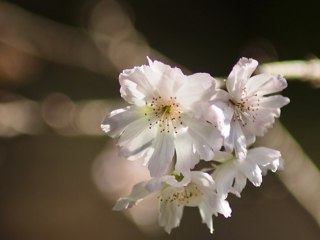 十月桜