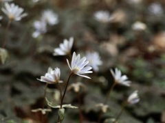 ユキワリイチゲ