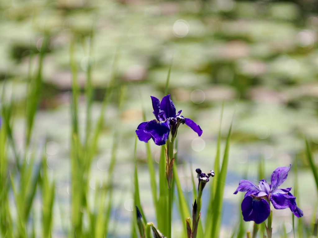 柳が崎湖畔公園にて