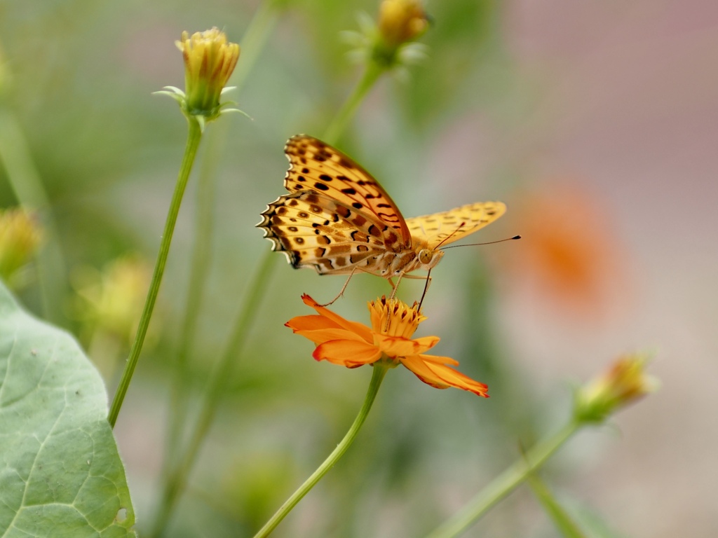 ツマグロヒョウモン
