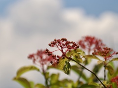 空に映える赤い実