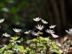 ユキワリイチゲ