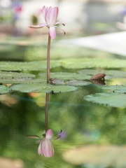 水鏡　温室にて