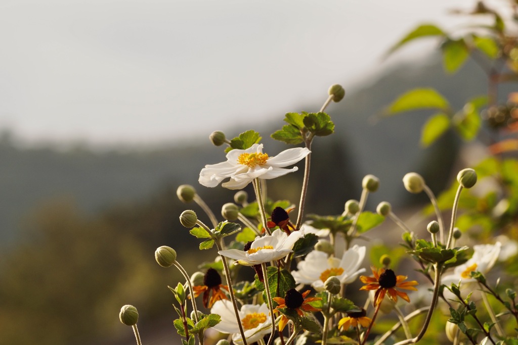 ご近所の庭より