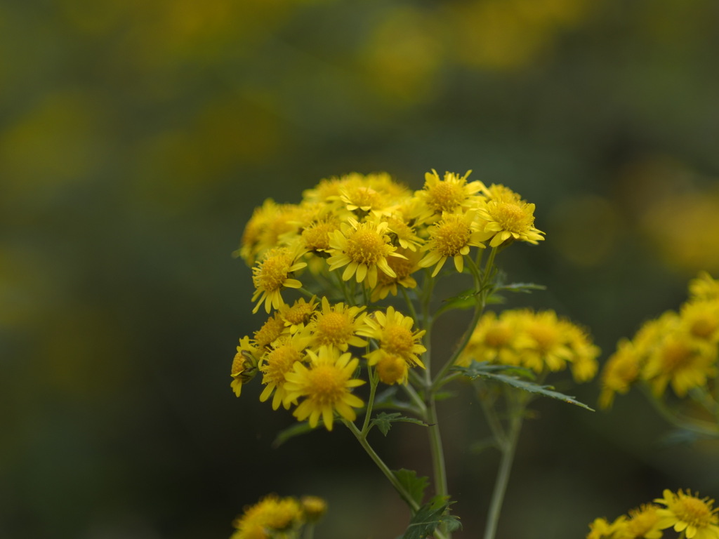 キクタニギクでしょうか？