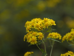 キクタニギクでしょうか？