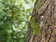 ケムシ君頑張れ！