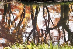 向こう岸の紅葉