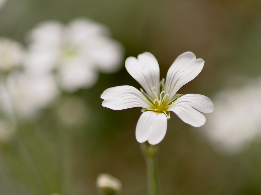 シロミミナグサ