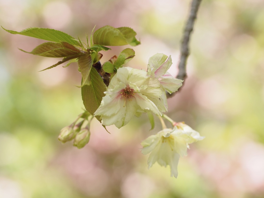 緑の桜　御衣黄