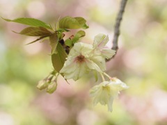 緑の桜　御衣黄