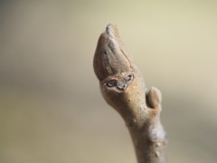 僕はオニグルミ