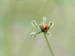 ヤブジラミとてんとう虫