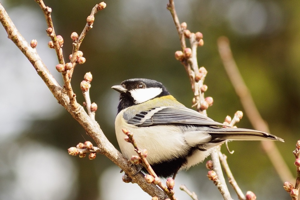 はじめまして　シジュウカラ