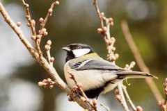はじめまして　シジュウカラ