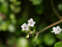温室の小さな花