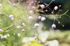 シキンカラマツ