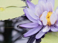 みずの森　睡蓮