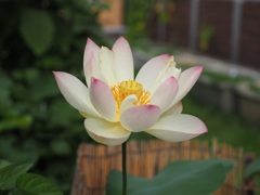 職場の屋上に咲く一輪のハス