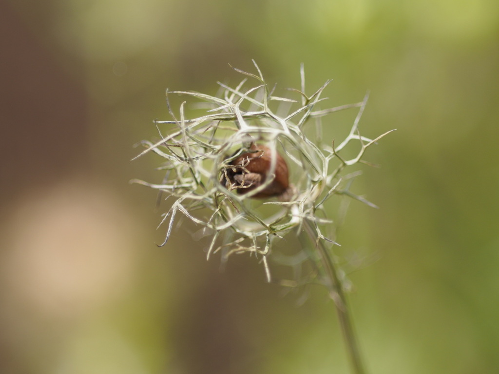 ニゲラの実