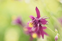 キバナオダマキ