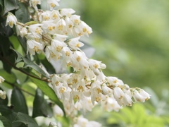 ウツギの花