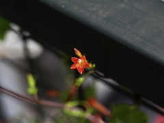 我が家のマルバルコウソウ