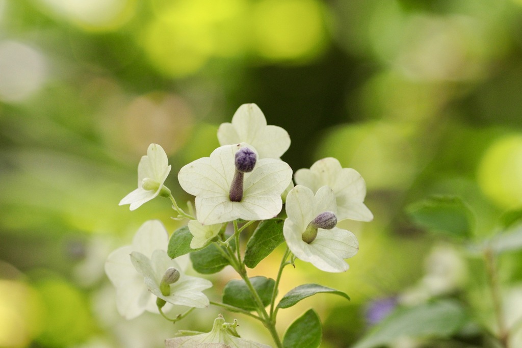 ジャンケン　　グー