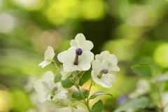 ジャンケン　　グー