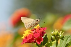 つぶらな瞳の君